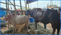 মহিষ কিনলে গরু বিনা মূল্যে দেওয়ার অফার থাকলেও জমেনি গাবতলী